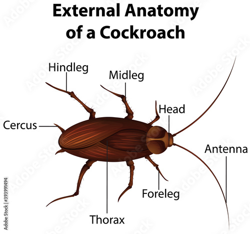 External Anatomy of a Cockroach on white background
