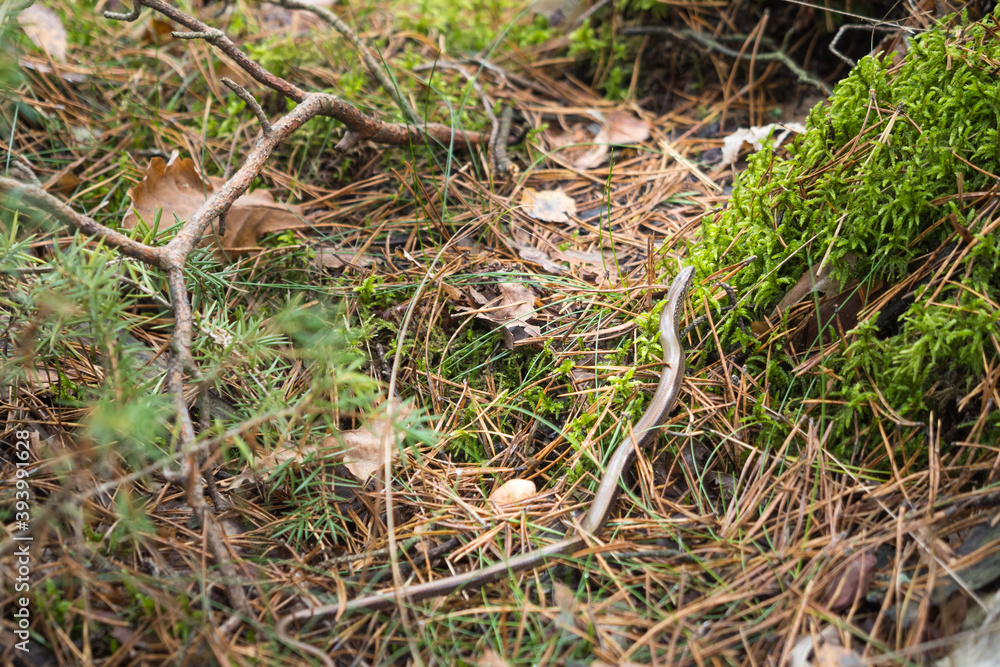 legless lizard blindworm in Polish forest