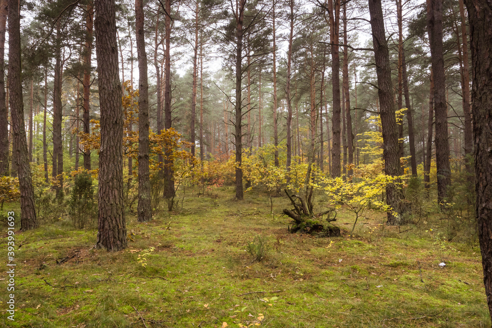 in the Polish forest with a lot trees