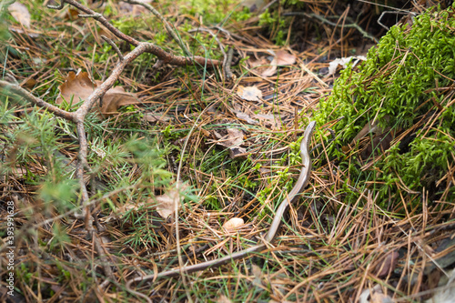 Obraz na płótnie legless lizard blindworm in Polish forest w salonie