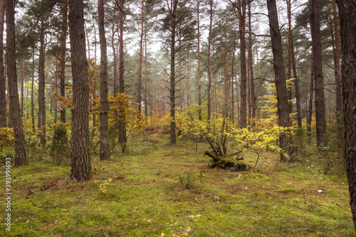 Obraz na płótnie in the Polish forest with a lot trees w salonie
