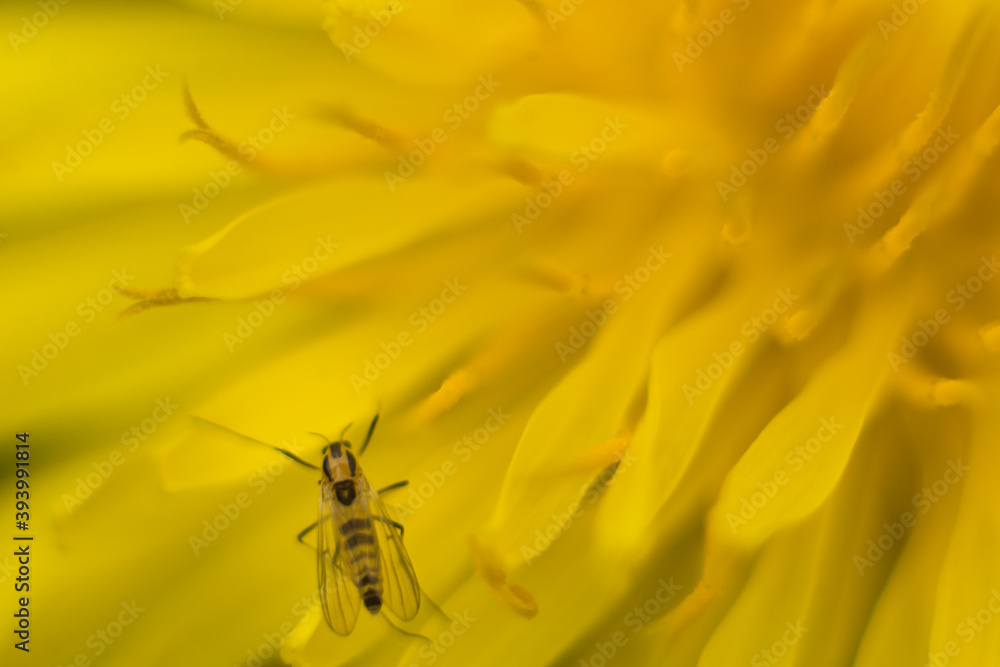 photograph macro of insect on the yellow flower