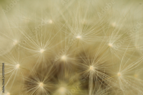 background from the photograph macro of dandelion © Piotr