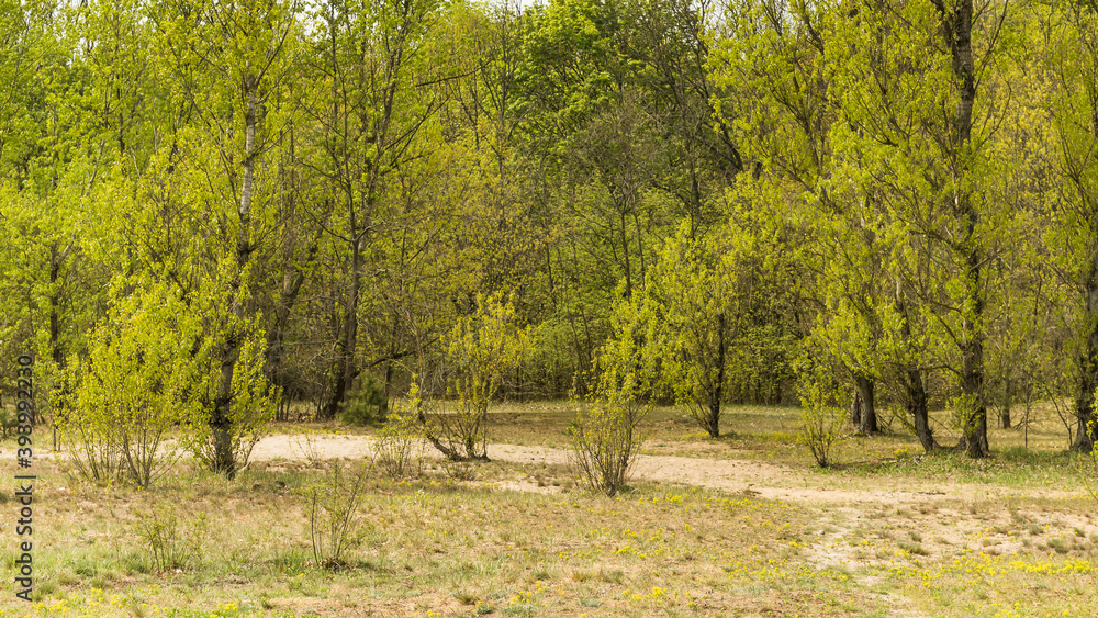 spring Forest in the Daily light