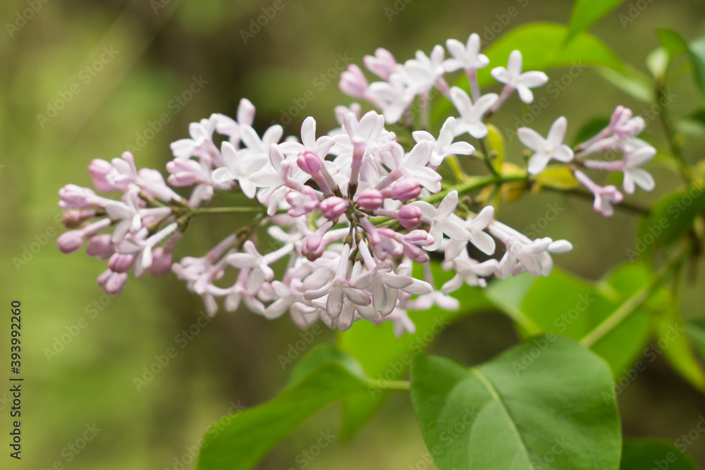 beautiful common lilacs in Polish forest