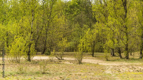 Obraz na płótnie spring Forest in the Daily light w salonie