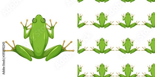 American green tree frog isolated on white background and seamless