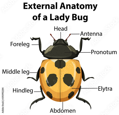 External Anatomy of a ladybug on white background