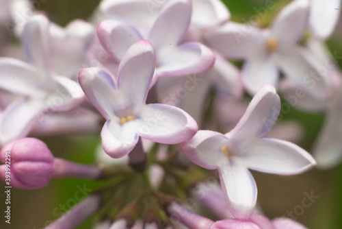 Obraz na płótnie beautiful common lilacs in Polish forest w salonie