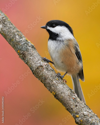 Black-capped Chickadee closeup portrait with colorful background