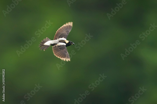 Bobolink male in flight © Ryan Mense