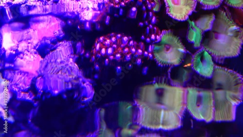 Colorful button corals swaying under the sea water, GREEN WHITE STRIPED POLYP  (Zoanthus sp.) photo