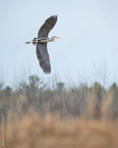 Great Blue Heron in flight © Ryan Mense