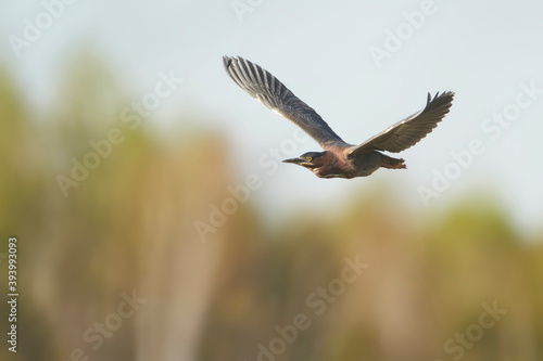 Green Heron in flight © Ryan Mense