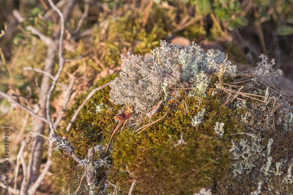 Bushy lichen and a genus of lichens in the family Cladoniaceae Bushy lichen and a genus of lichens in the family Cladoniaceae
