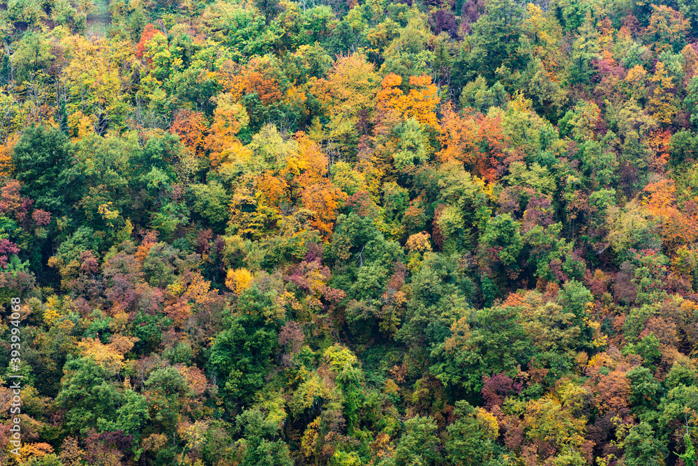 wood of colorful trees in autumn