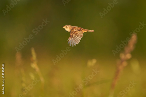 Sedge Wren in flight © Ryan Mense