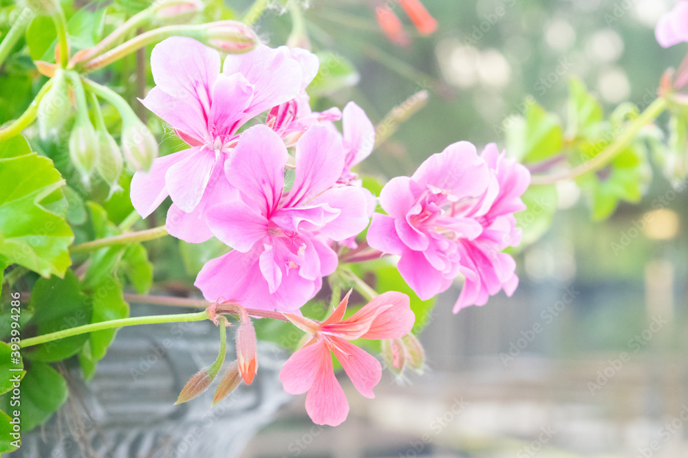 Obraz premium pink and white flowers