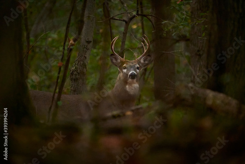 White-tailed Deer buck with antlers in dark forest © Ryan Mense