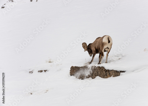 Big Horn sheep Digging In Snow For Food In Winter Ledge