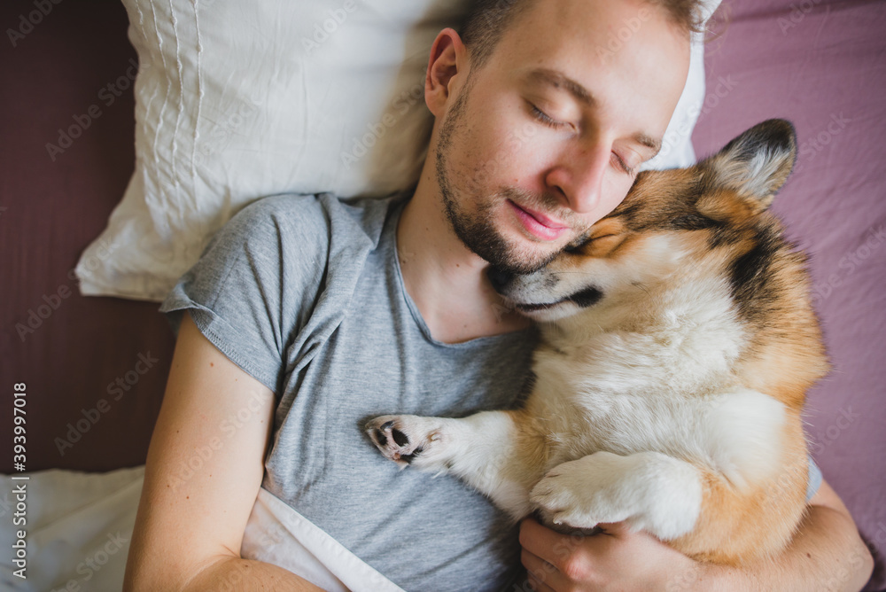 Welsh corgi pembroke dog sleeping with owner in bed cute and hugging Stock Photo Adobe Stock