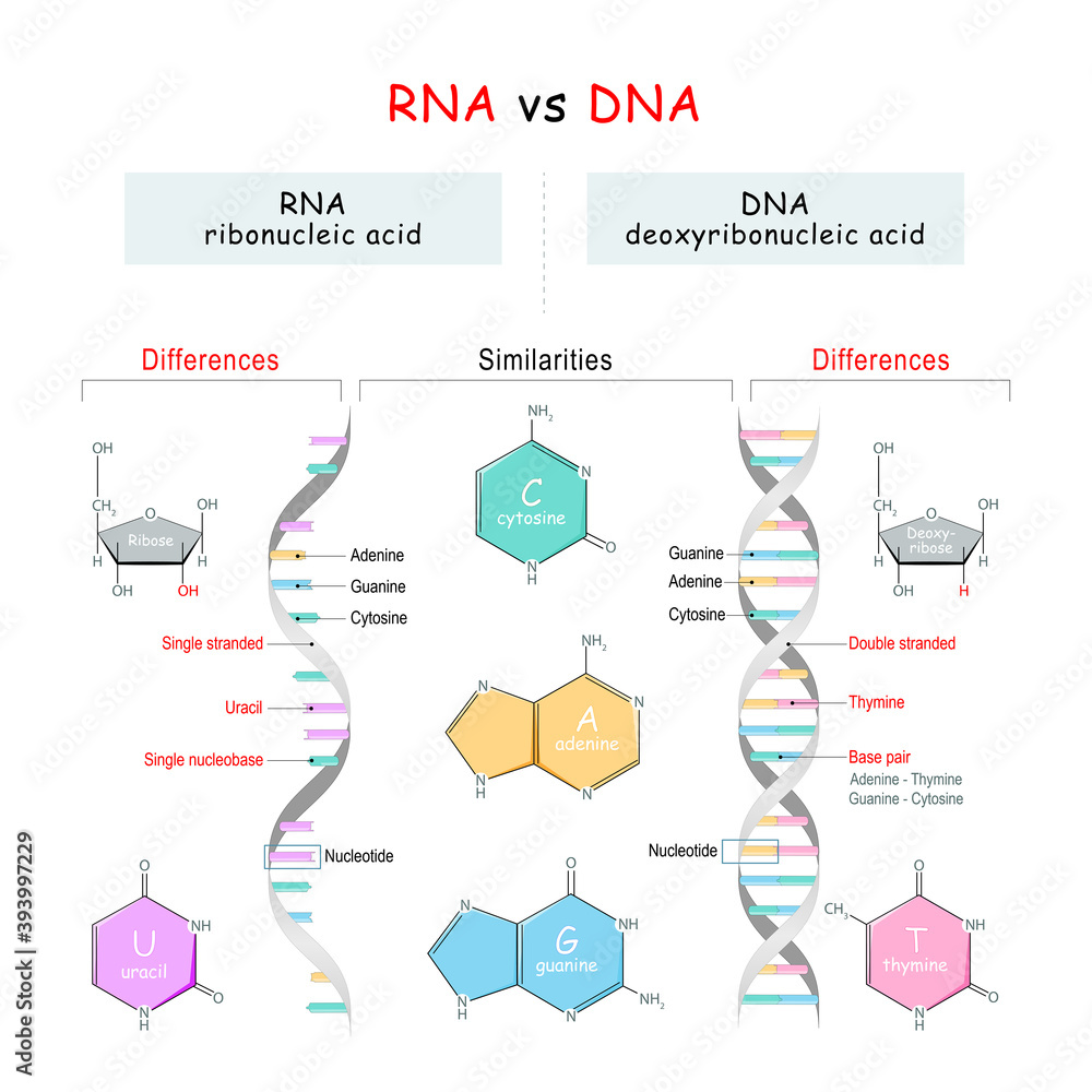 DNA vs RNA comparison. Similarities and Differences Stock Vector ...