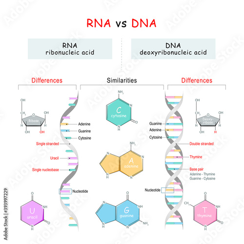 DNA vs RNA comparison. Similarities and Differences