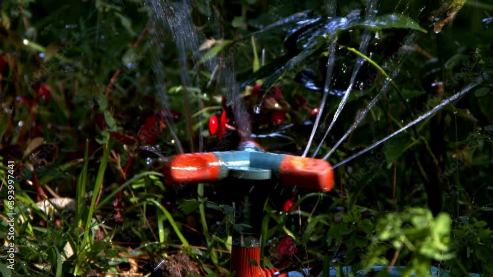 Garden Plant Sprinkler in Nature Garden Plant Sprinkler in Nature