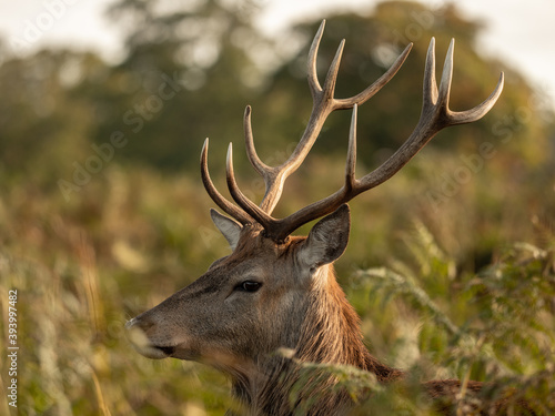 A red deer walking in a field 