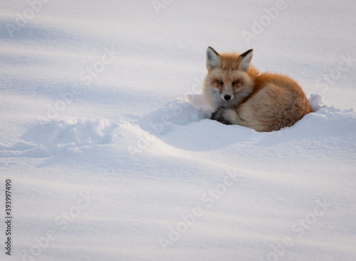 Red Fox Resting On Snow