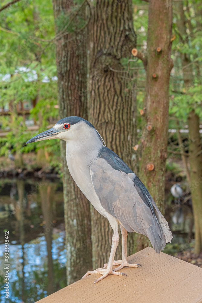 Obraz premium Cute green heron with big eyes perched on railing near trees