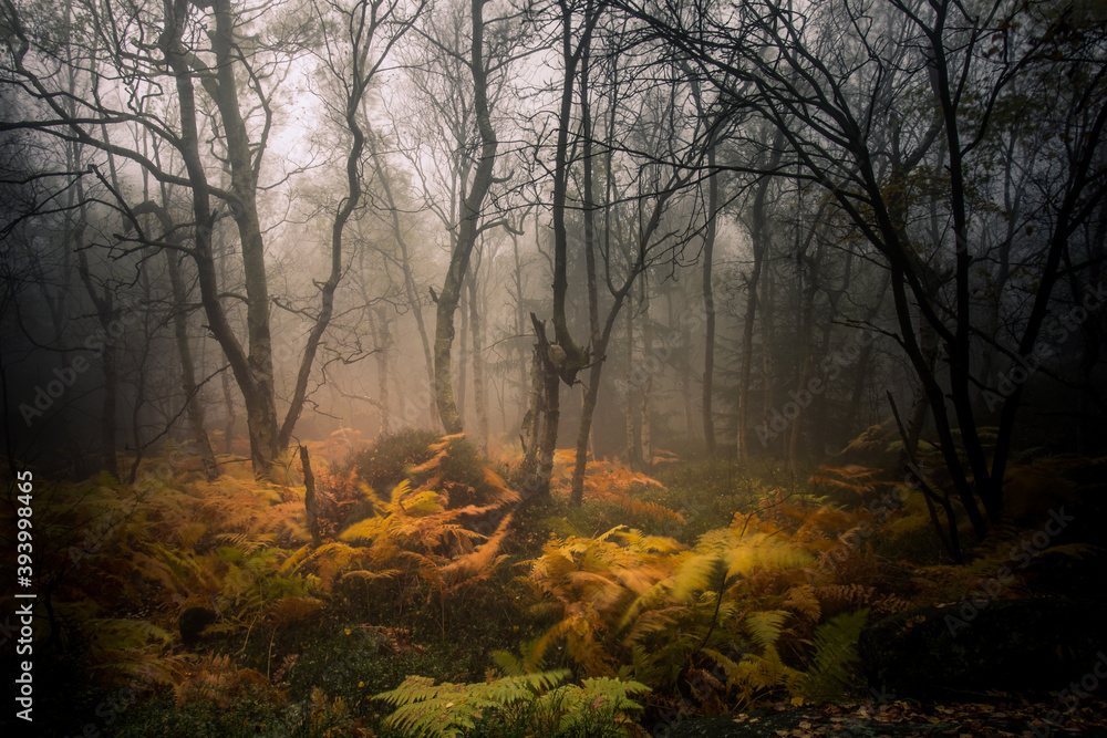 Autumn foggy landscape