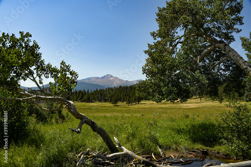 Aspen Trees Frame Long s Peak