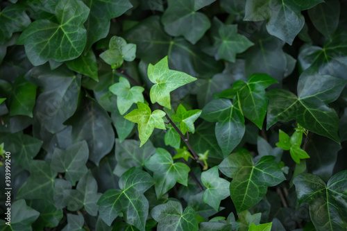 Beautiful lush green background of ivy close-up with naturally highlighted leaves on young shoots of a plant in the center