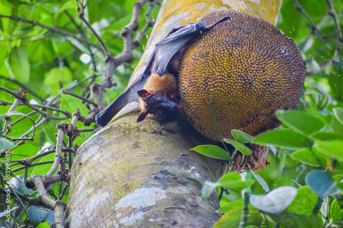 fox face bat eating ripe jack fruit in Kerala 
