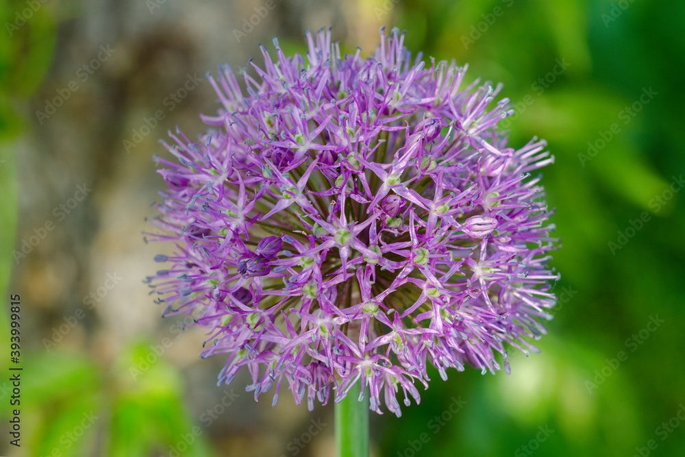 Purple allium lucy ball flowers field. Spring garden design with perennial violet plants. Purple allium lucy ball flowers field. Spring garden design with perennial violet plants.