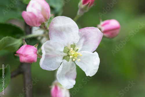 Selective focused macro photo of white apple tree blossom against blurred background. Spring seasonal c background