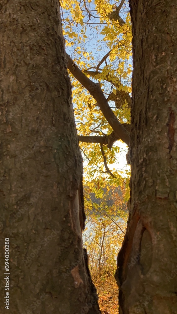 tree in the forest