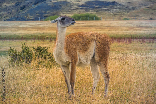 Guanaco at Patagonia.