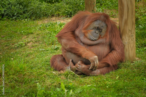 Orang outan entrain de faire la sieste