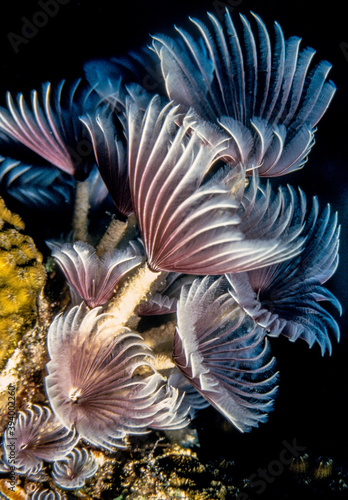 Feather duster tube work photo