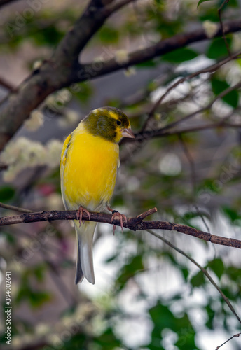 Yellow canary ,Crithagra flaviventris © John Anderson