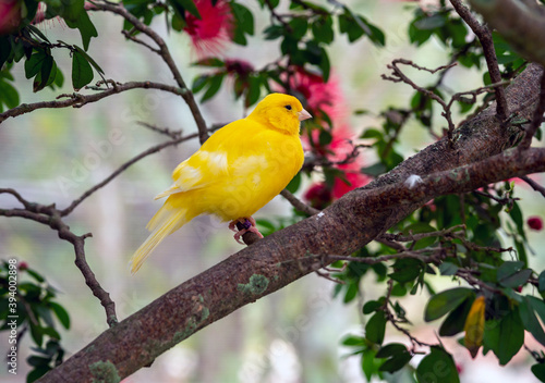 Yellow canary ,Crithagra flaviventris