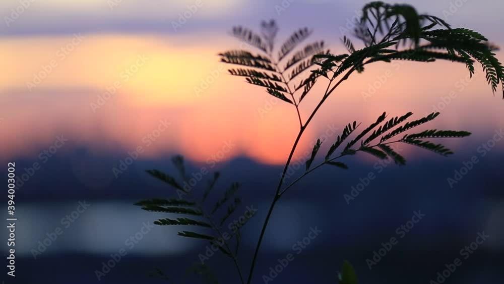 Motion blur video background Of bokeh or morning light that hits the leaves and moves in the wind blowing through, the beauty of the ecosystem