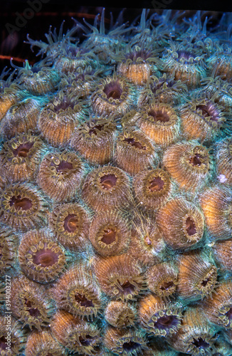 Caribbean coral garden star coral