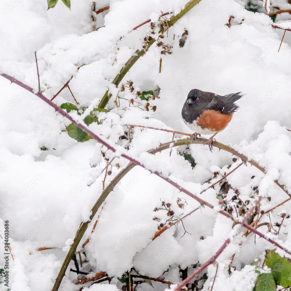 Spotted Towhee in snow