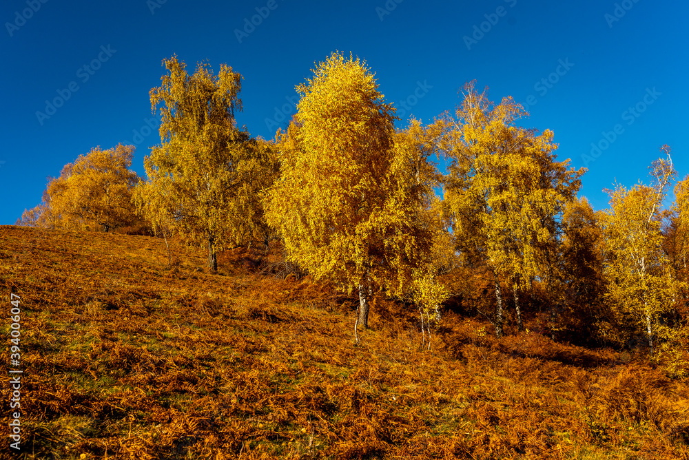 Fototapeta premium autumn in the mountains