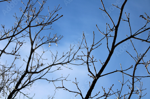 tree branches against the sky