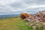 The Highland is a Scottish breed of rustic cattle. Cow lying on the grass behind the stones  at Pentland Hills, Edinburgh, Scotland