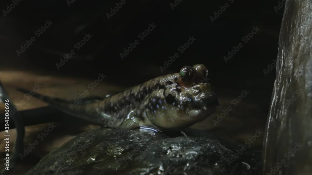 Mud Jumper, Periophthalmus sits on a piece of wood by the water and breathes air Mud Jumper, Periophthalmus sits on a piece of wood by the water and breathes air